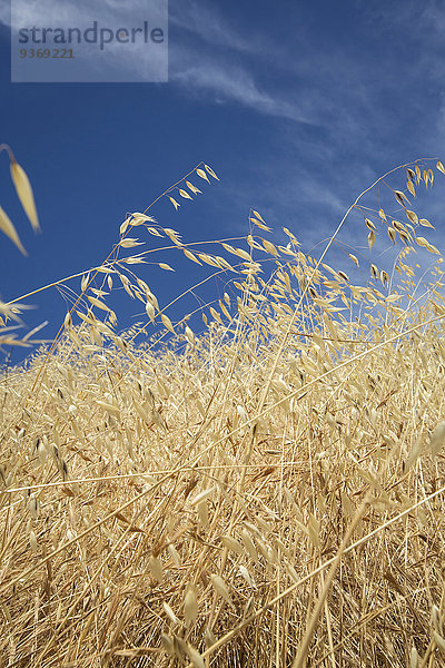 hoch oben nahe Himmel unterhalb blau groß großes großer große großen Gras