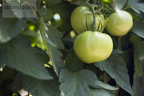 hoch oben nahe grün Tomate Kletterpflanze