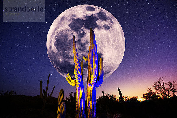 beleuchtet unterhalb Wachstum Wüste Mond Kaktus voll