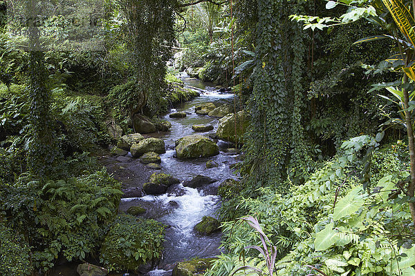 Überfluss Wald fließen Fluss