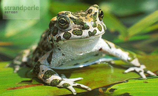 Wechselkröte  Bufo viridis  im Teich