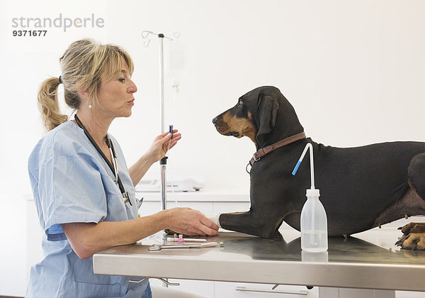 Tierärztin behandelt einen Hund