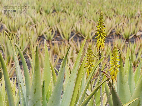 Aloe Vera  Lanzarote  Kanaren  Spanien  Europa