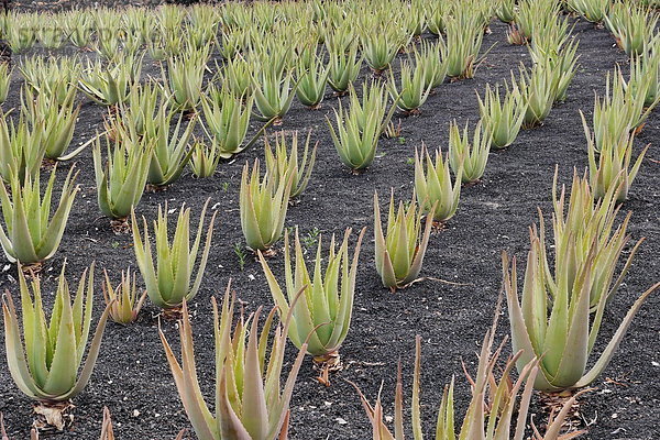 Aloe Vera  Lanzarote  Kanaren  Spanien  Europa