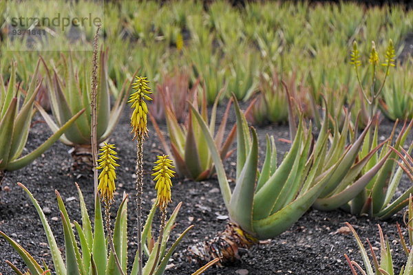 Aloe Vera  Lanzarote  Kanaren  Spanien  Europa