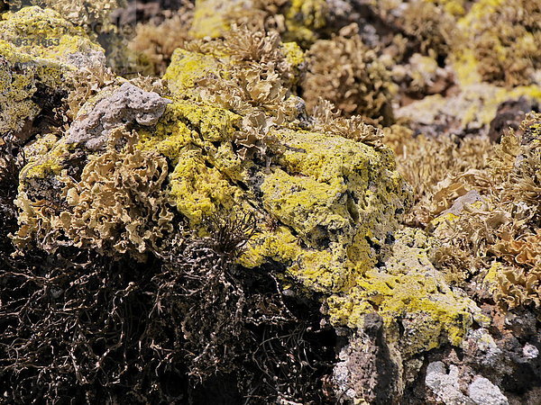 Lavagestein mit Flechten  Lanzarote  Kanaren  Spanien  Europa