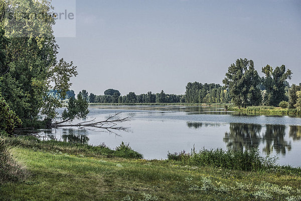 Niederrhein bei Birten  Xanten  Deutschland