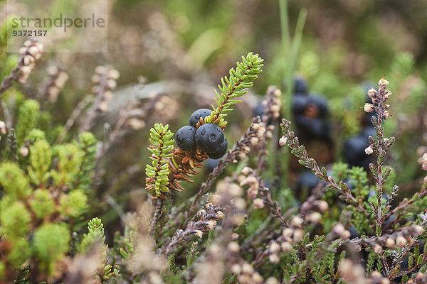 Schwarze Krähenbeere  Empetrum nigrum  Sylt  Schleswig-Holstein  Deutschland  Europa