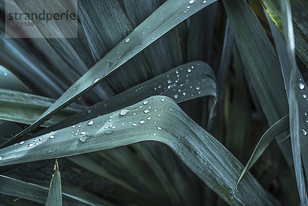 Pflanzenblatt Pflanzenblätter Blatt Yucca rostrata