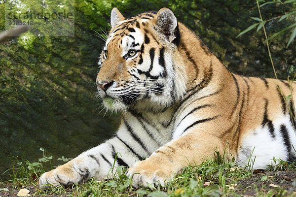 Liegender Sibirischer Tiger