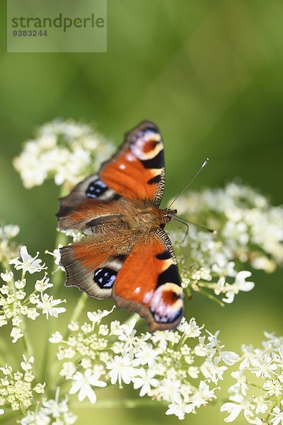 Tagpfauenauge auf einer Blüte