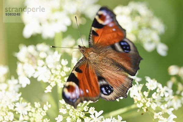 Tagpfauenauge auf einer Blüte