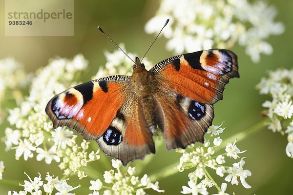 Tagpfauenauge auf einer Blüte