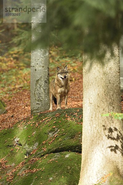 Europäischer Wolf im Wald