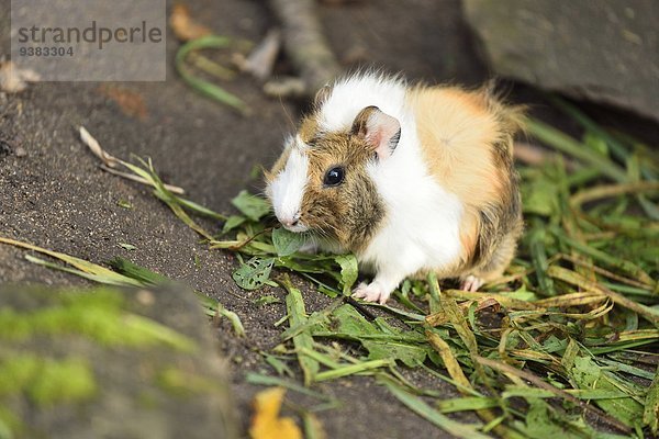 Hausmeerschweinchen  Cavia porcellus  Bayern  Deutschland  Europa