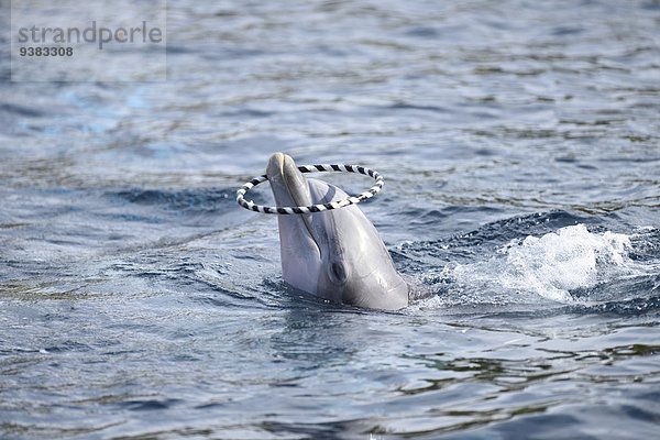 Großer Tümmler mit einem Ring  Tursiops truncatus  Bayern  Deutschland  Europa