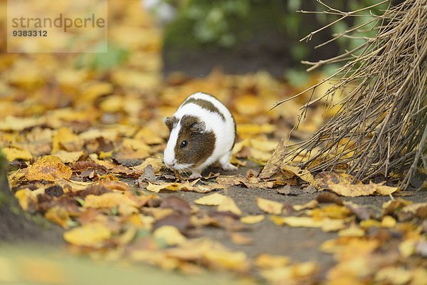 Hausmeerschweinchen  Cavia porcellus  Bayern  Deutschland  Europa