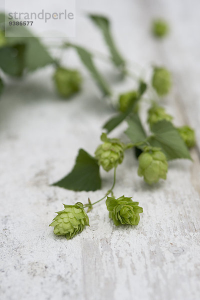 Zweig Hopfen auf einem Holztisch