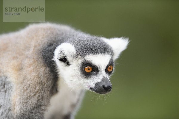 Katta  Lemur catta  Zoo  Augsburg  Bayern  Deutschland  Europa