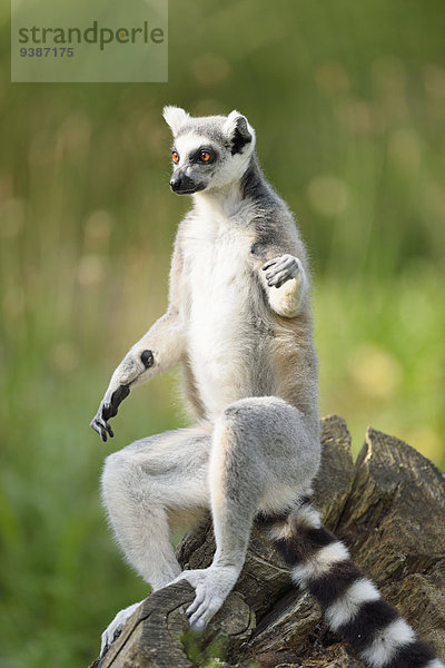 Katta  Lemur catta  Zoo  Augsburg  Bayern  Deutschland  Europa