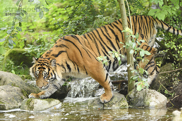 Sumatratiger  Panthera tigris sumatrae  Zoo  Augsburg  Bayern  Deutschland  Europa