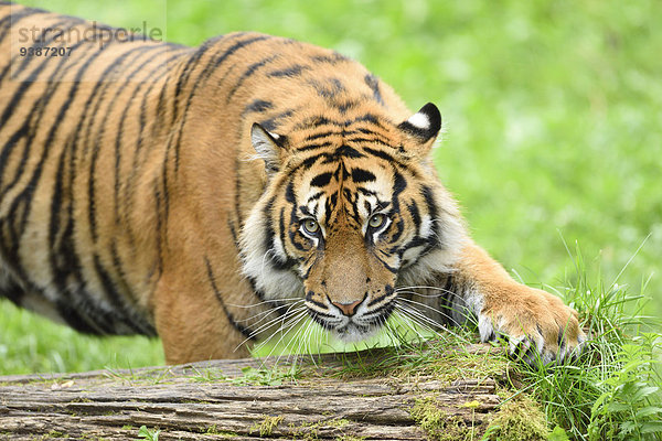 Sumatratiger  Panthera tigris sumatrae  Zoo  Augsburg  Bayern  Deutschland  Europa