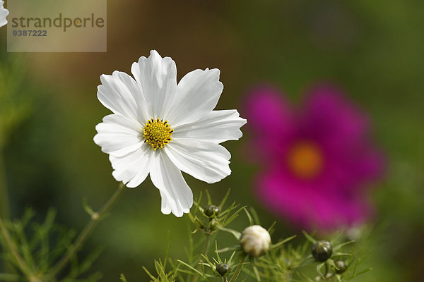 Schmuckkörbchen  Cosmos bipinnatus  Oberpfalz  Bayern  Deutschland  Europa