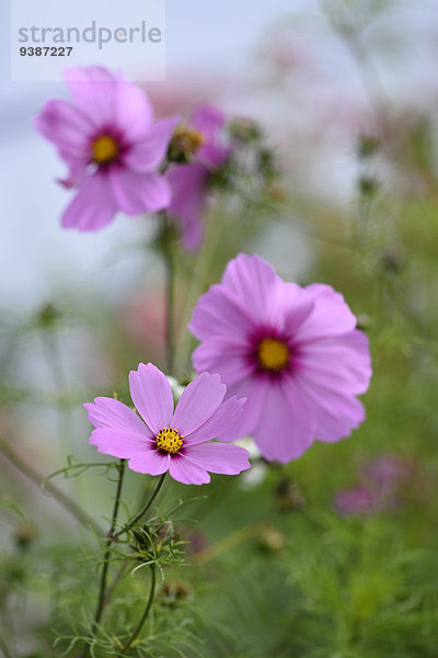 Schmuckkörbchen  Cosmos bipinnatus  Oberpfalz  Bayern  Deutschland  Europa