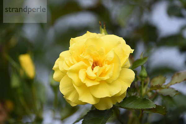 Gelbe Rose  Oberpfalz  Bayern  Deutschland  Europa