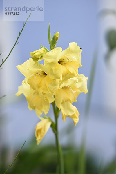 Gelbe Gladiole  Oberpfalz  Bayern  Deutschland  Europa