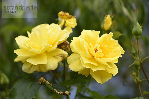 Gelbe Rose  Oberpfalz  Bayern  Deutschland  Europa