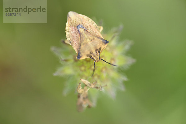 Nördliche Fruchtwanze  Carpocoris fuscispinus  auf Grindkraut  Scabiosa  Oberpfalz  Bayern  Deutschland  Europa