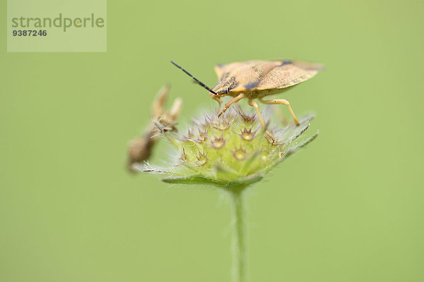 Nördliche Fruchtwanze  Carpocoris fuscispinus  auf Grindkraut  Scabiosa  Oberpfalz  Bayern  Deutschland  Europa