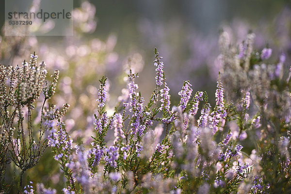 Heidekraut  Calluna vulgaris  Oberpfalz  Bayern  Deutschland  Europa