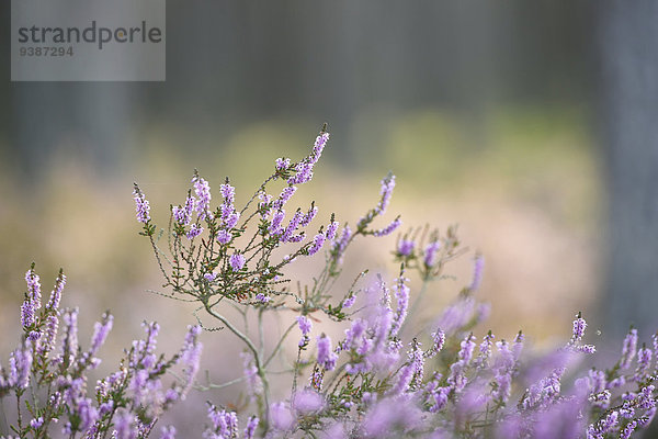 Heidekraut  Calluna vulgaris  Oberpfalz  Bayern  Deutschland  Europa