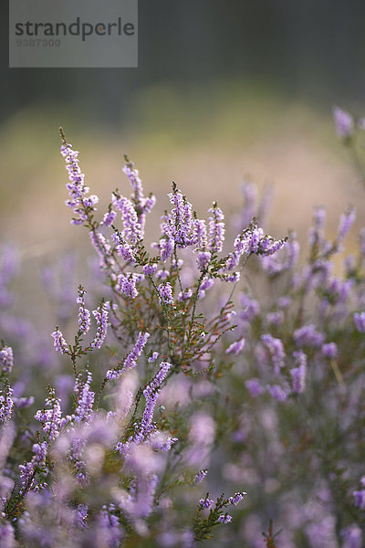 Heidekraut  Calluna vulgaris  Oberpfalz  Bayern  Deutschland  Europa