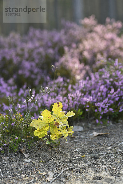 Heidekraut  Calluna vulgaris  Oberpfalz  Bayern  Deutschland  Europa