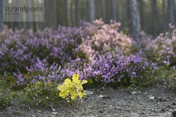 Heidekraut  Calluna vulgaris  Oberpfalz  Bayern  Deutschland  Europa