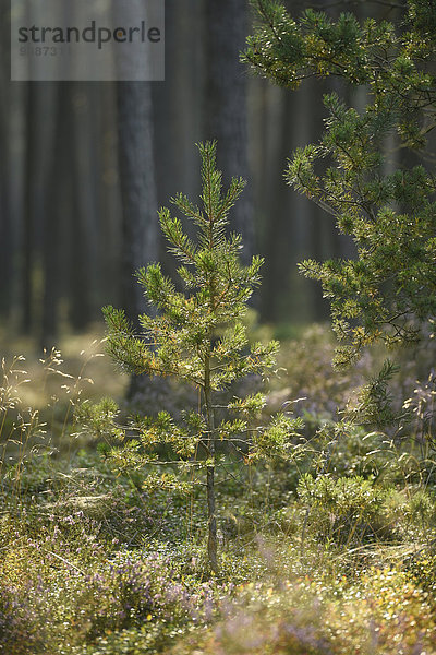 Waldkiefer  Pinus sylvestris  Oberpfalz  Bayern  Deutschland  Europa