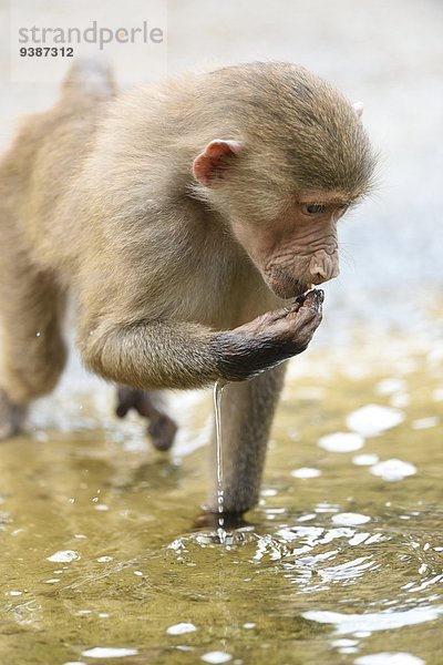 Mantelpavian  Papio hamadryas  Zoo  Augsburg  Bayern  Deutschland  Europa