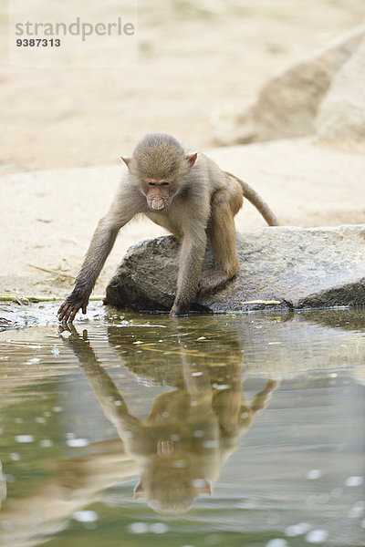 Mantelpavian  Papio hamadryas  Zoo  Augsburg  Bayern  Deutschland  Europa