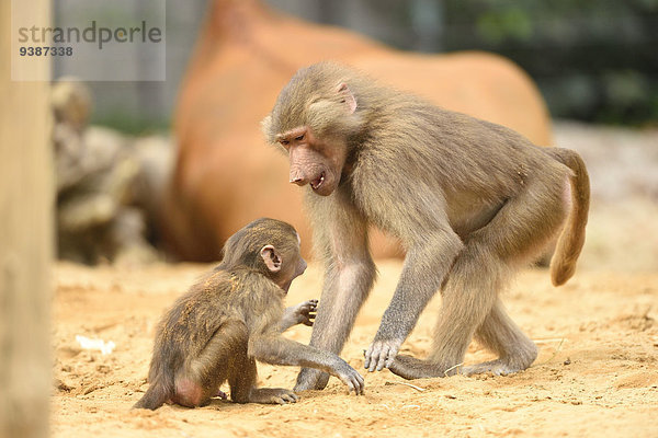 Mantelpaviane  Papio hamadryas  Zoo  Augsburg  Bayern  Deutschland  Europa