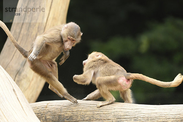 Mantelpaviane  Papio hamadryas  Zoo  Augsburg  Bayern  Deutschland  Europa