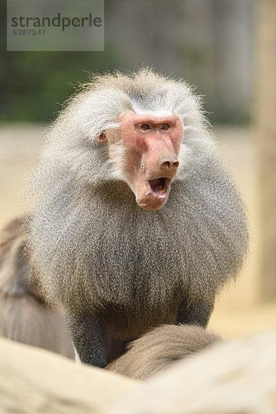 Mantelpavian  Papio hamadryas  Zoo  Augsburg  Bayern  Deutschland  Europa