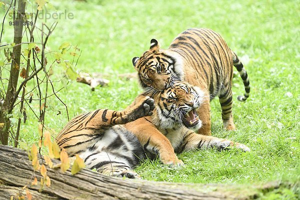 Zwei Sumatratiger  Panthera tigris sumatrae  Zoo  Augsburg  Bayern  Deutschland  Europa