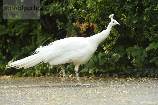 Weißer Pfau  Zoo  Augsburg  Bayern  Deutschland  Europa