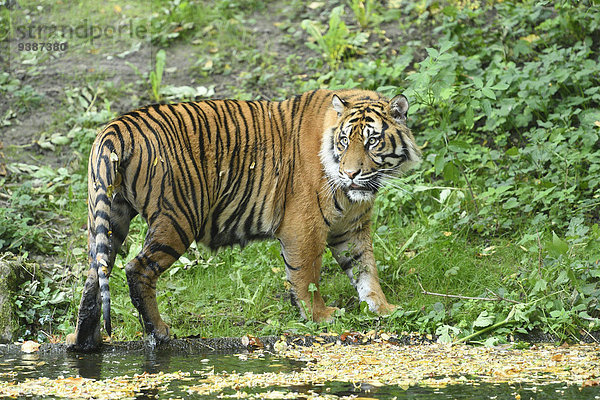 Sumatratiger  Panthera tigris sumatrae  Zoo  Augsburg  Bayern  Deutschland  Europa