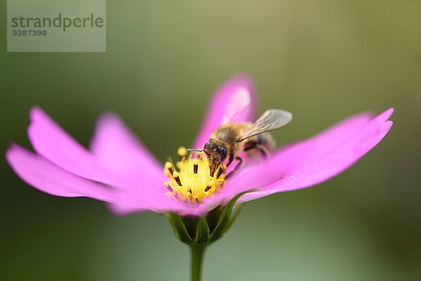 Honigbiene  Apis mellifera  auf Schmuckkörbchen  Cosmos bipinnatus  Oberpfalz  Bayern  Deutschland  Europa