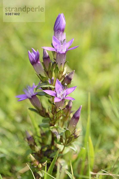 Deutscher Fransenenzian  Gentianella germanica  Oberpfalz  Bayern  Deutschland  Europa