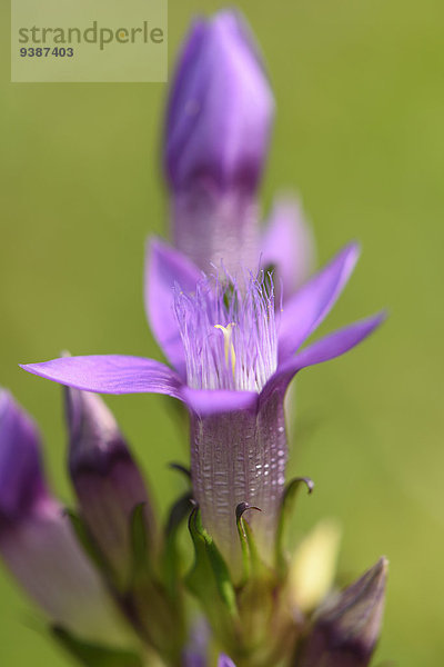 Deutscher Fransenenzian  Gentianella germanica  Oberpfalz  Bayern  Deutschland  Europa